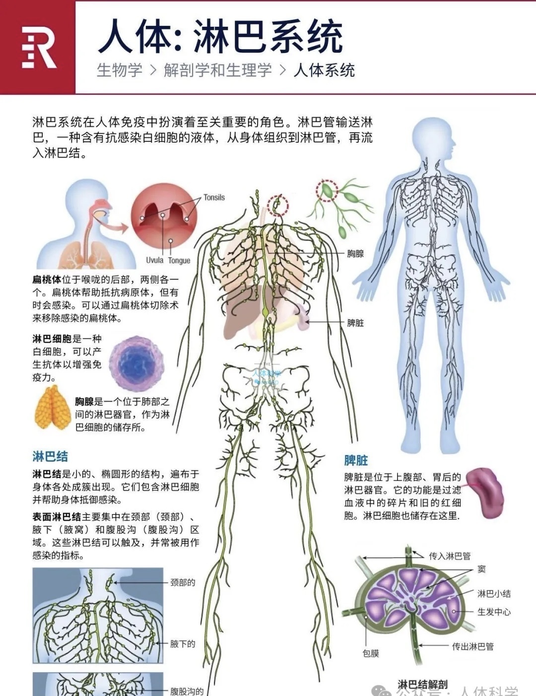 免疫力才是一个人最大的竞争力
